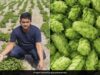 बोक चॉय की खेती ने बदली किसान की किस्मत, गोण्डा के प्रवीण बने किसानों के लिए मिसाल