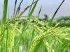 किसानों के लिए नई पहल: बासमती धान मिशन से बढ़ेगी आय, निर्यात को मिलेगा बढ़ावा
