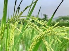 किसानों के लिए नई पहल: बासमती धान मिशन से बढ़ेगी आय, निर्यात को मिलेगा बढ़ावा