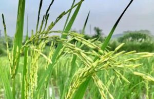 किसानों के लिए नई पहल: बासमती धान मिशन से बढ़ेगी आय, निर्यात को मिलेगा बढ़ावा