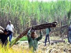 योगी सरकार की किसान नीति का असर, गन्ना किसानों में बढ़ा भरोसा और समृद्धि