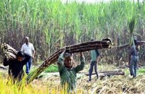 योगी सरकार की किसान नीति का असर, गन्ना किसानों में बढ़ा भरोसा और समृद्धि