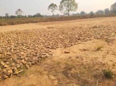 जंगलों की नीलामी नहीं, फिर भी धड़ल्ले से चल रहा केंदुपत्ता व्यापार, ग्रामीणों ने उठाए सवाल