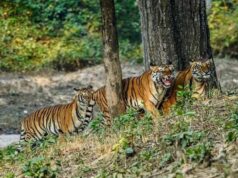 पर्यटकों के लिए अहम खबर! छत्तीसगढ़ के टाइगर रिजर्व और अभयारण्यों में आज से प्रवेश बंद