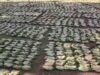 Bastar News: तेंदूपत्ता खरीदी ने रचा इतिहास, 50 हजार संग्राहकों की दूरी बनी चिंता का विषय