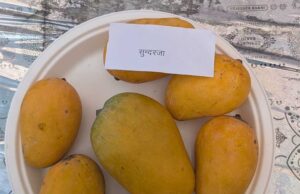 एपीडा ने किया सहयोग, मप्र की उदयानिकी उत्पादों को मिला विदेशी बाजार
