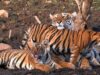मध्य प्रदेश में बाघों की मौत पर बड़ा खुलासा, हाईकोर्ट में NTCA ने माना- शिकार भी है बड़ी वजह