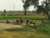 छह जिलों के लाखों किसानों को मिलेगा सिंचाई संकट से छुटकारा