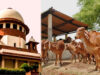 Supreme Court: तमिलनाडु सरकार की याचिका पर बड़ा आदेश, गाय-बछड़े से जुड़े मामले में हाईकोर्ट का फैसला पलटा