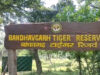 अंतर्राष्ट्रीय बाघ दिवस आज: बांधवगढ़ टाइगर रिजर्व में जागरूकता और सांस्कृतिक कार्यक्रमों की धूम