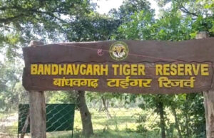 अंतर्राष्ट्रीय बाघ दिवस आज: बांधवगढ़ टाइगर रिजर्व में जागरूकता और सांस्कृतिक कार्यक्रमों की धूम