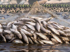 Fish Farming Subsidy: बिहार में मछली पालन के लिए 60% अनुदान, जानें आवेदन की अंतिम तिथि