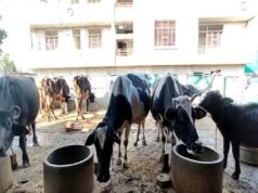 पशुपालकों की आय बढ़ाने को राजस्थान में स्वदेशी सीमन तकनीक तेज