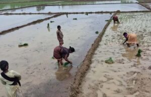 मानसून की बारिश से खिले किसान, खेतों में शुरू हुई धान रोपाई