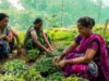 गुणवत्तापूर्ण पौधों से बढ़ रही आय और आत्मनिर्भरता