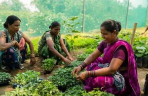 गुणवत्तापूर्ण पौधों से बढ़ रही आय और आत्मनिर्भरता