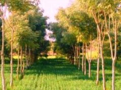 CG News: उद्योगों को हर एक हेक्टेयर में लगाने पड़ेंगे ढाई हजार पौधे, सरकार ने जारी किए निर्देश