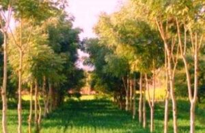 CG News: उद्योगों को हर एक हेक्टेयर में लगाने पड़ेंगे ढाई हजार पौधे, सरकार ने जारी किए निर्देश