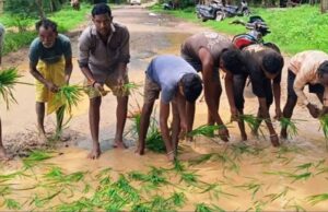 गड्ढों में धान की रोपाई कर फूटा ग्रामीणों का गुस्सा, सड़क निर्माण की मांग तेज