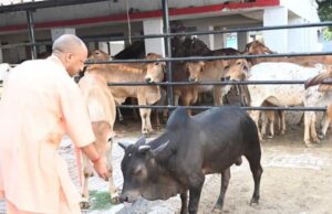 अब प्रतियोगिता से निखरेंगी गोशालाएं, उत्कृष्ट मॉडल को मिलेगा पुरस्कार