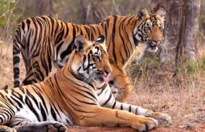 टेंशन फ्री माहौल का कमाल! इंदौर जू में 10 वर्षों में 25+ बाघ शावकों का हुआ जन्म