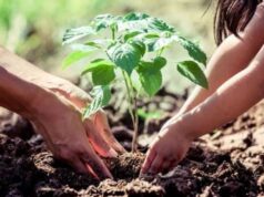 पौधरोपण महायज्ञ-2026 -पूरे प्रदेश में आयोजन को अभूतपूर्व बनाने के लिए वरिष्ठ अधिकारियों को दी गई जिम्मेदारी