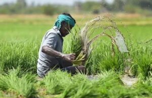किसानों को मौसम की मार से मिलेगी राहत, 41 जिलों में फसल बीमा योजना लागू; प्रीमियम सिर्फ 5%