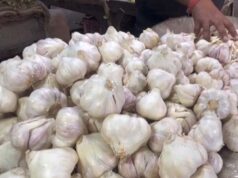 किसानों को मिलेगी नई तकनीक, बारां में लहसुन एक्सीलेंस सेंटर की तैयारी तेज