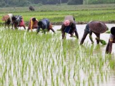 प्रदेश में बोनी का लक्ष्य लगभग पूरा! 48.69 लाख हेक्टेयर के मुकाबले 97% क्षेत्र में हुई बुआई