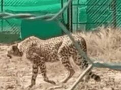 21 दिन बाद जंगल में मिली लापता चीता निर्वात, लोकेशन ट्रेस कर बाड़े में वापस लाई गई