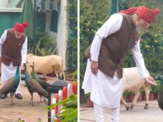 लाल किले रवाना होने से पहले PM मोदी ने खिलाया चारा-दाना, वीडियो हुआ वायरल