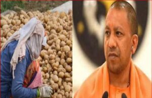 आलू का भाव गिरा तो मिलेगी राहत, कोल्ड स्टोरेज और बीज पर भी सब्सिडी; जानें योगी सरकार की नई योजना