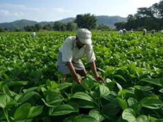 छत्तीसगढ़ के छुईखदान के पान की बढ़ी मांग, नए बाजार मिलने से किसानों को बड़ी राहत