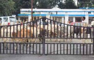 छत्तीसगढ़ में आवारा मवेशियों का मुद्दा गरमाया, ग्रामीणों ने कलेक्ट्रेट पहुंचकर की कार्रवाई की मांग