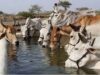 पंचगव्य आधारित औषधियों से मिल रहा स्वास्थ्य और स्वदेशी चिकित्सा को बढ़ावा