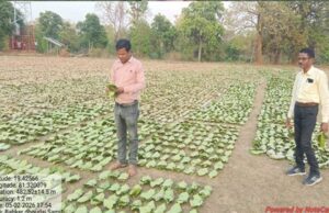 गांव के पास खुला फड़, 365 संग्राहकों को मिला सीधा आर्थिक लाभ