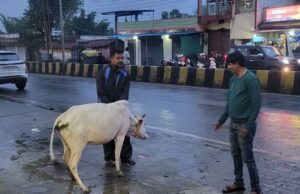रेडियम बेल्ट से सजे आवारा मवेशी, हाईवे हादसे रोकने की अनोखी पहल