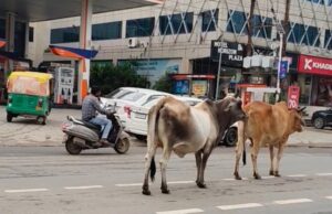 ग्वालियर की सड़कों पर आवारा गोवंश बना खतरा, चरनोई जमीनों से अतिक्रमण हटाने की मांग