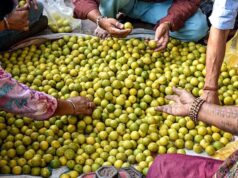 नींबू ने बिगाड़ा रसोई का बजट, जोधपुर में 80 से 100 से बढ़कर 250 रुपए किलो हुआ भाव