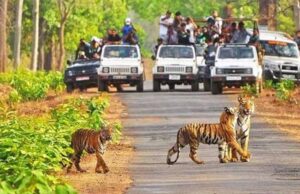कान्हा में जंगल सफारी के नियम बदले, HSRP नंबर प्लेट वाले वाहन ही होंगे मान्य; दस्तावेजों की होगी जांच