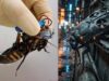 Israel Cockroach Drone: रोबोटिक कीड़ों की फौज बनाने की तैयारी, AI और ड्रोन स्वॉर्म पर रिसर्च