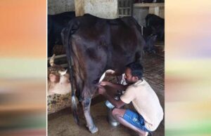 राष्ट्रीय कृत्रिम गर्भाधान कार्यक्रम से बदली योहिनापाली के नीलाम्बर की किस्मत