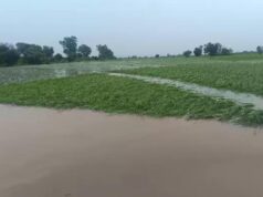 बाढ़ का पानी निकलने के बाद सामने आई तबाही की तस्वीर, सैकड़ों एकड़ धान की फसल नष्ट