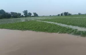 बाढ़ का पानी निकलने के बाद सामने आई तबाही की तस्वीर, सैकड़ों एकड़ धान की फसल नष्ट