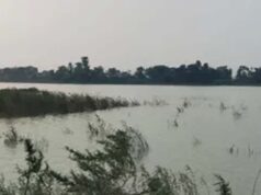 कोसी की बाढ़ ने मचाई तबाही, आलमनगर-चौसा में 6564 हेक्टेयर धान की फसल बर्बाद