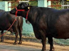 120 भैंसों की चोरी का खुलासा, मंदसौर की कालिया गैंग ने तीन राज्यों में फैलाई थी दहशत