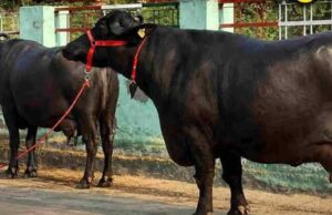 120 भैंसों की चोरी का खुलासा, मंदसौर की कालिया गैंग ने तीन राज्यों में फैलाई थी दहशत