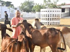 गोवंश को दुलारकर गुड़ खिलाया गोरक्षपीठाधीश्वर ने