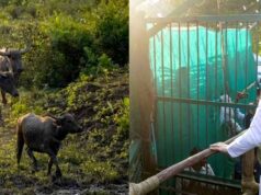 MP News: कान्हा के सूपखार में जंगली भैंसों की वापसी, काजीरंगा से लाए गए 8 भैंस; 3 साल में 50 बसाने का लक्ष्य