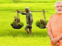 रबी फसल पर किसानों को राहत, झारखंड में सिर्फ 1 रुपये में मिलेगा फसल बीमा योजना का लाभ
